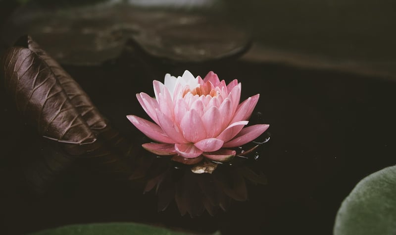 Lotus Meditation